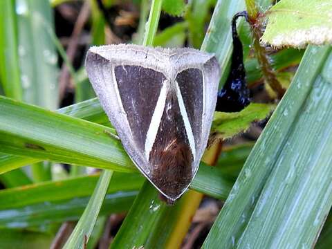 Imagem de Chalciope alcyona Druce 1888