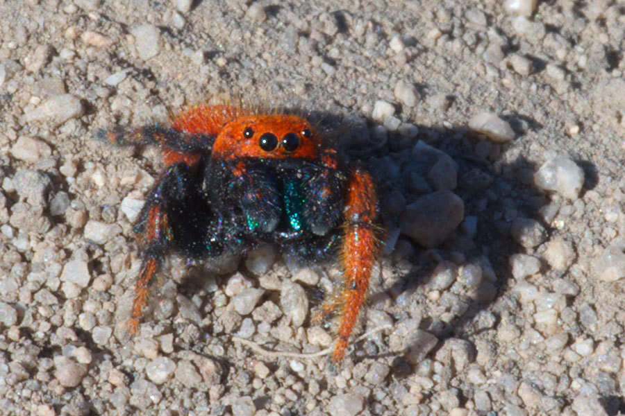 Image of Phidippus nikites Chamberlin & Ivie 1935