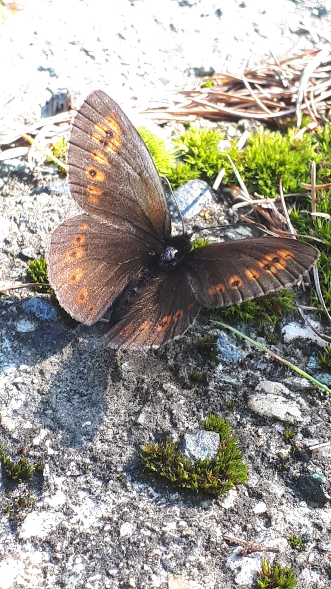 Image of Almond-eyed Ringlet