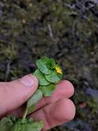 Image of James' monkeyflower