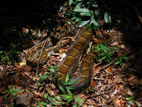 Image of Asiatic rock python