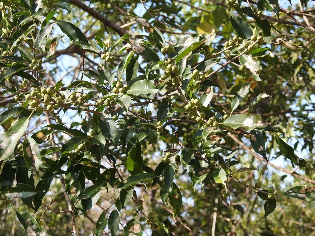 Image of Ficus pertusa L. fil.