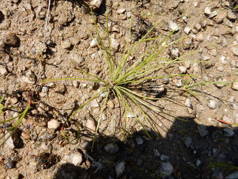 Image of Limestone Quillwort