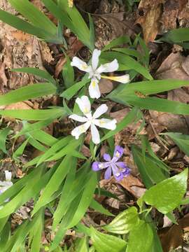 Image of crested iris