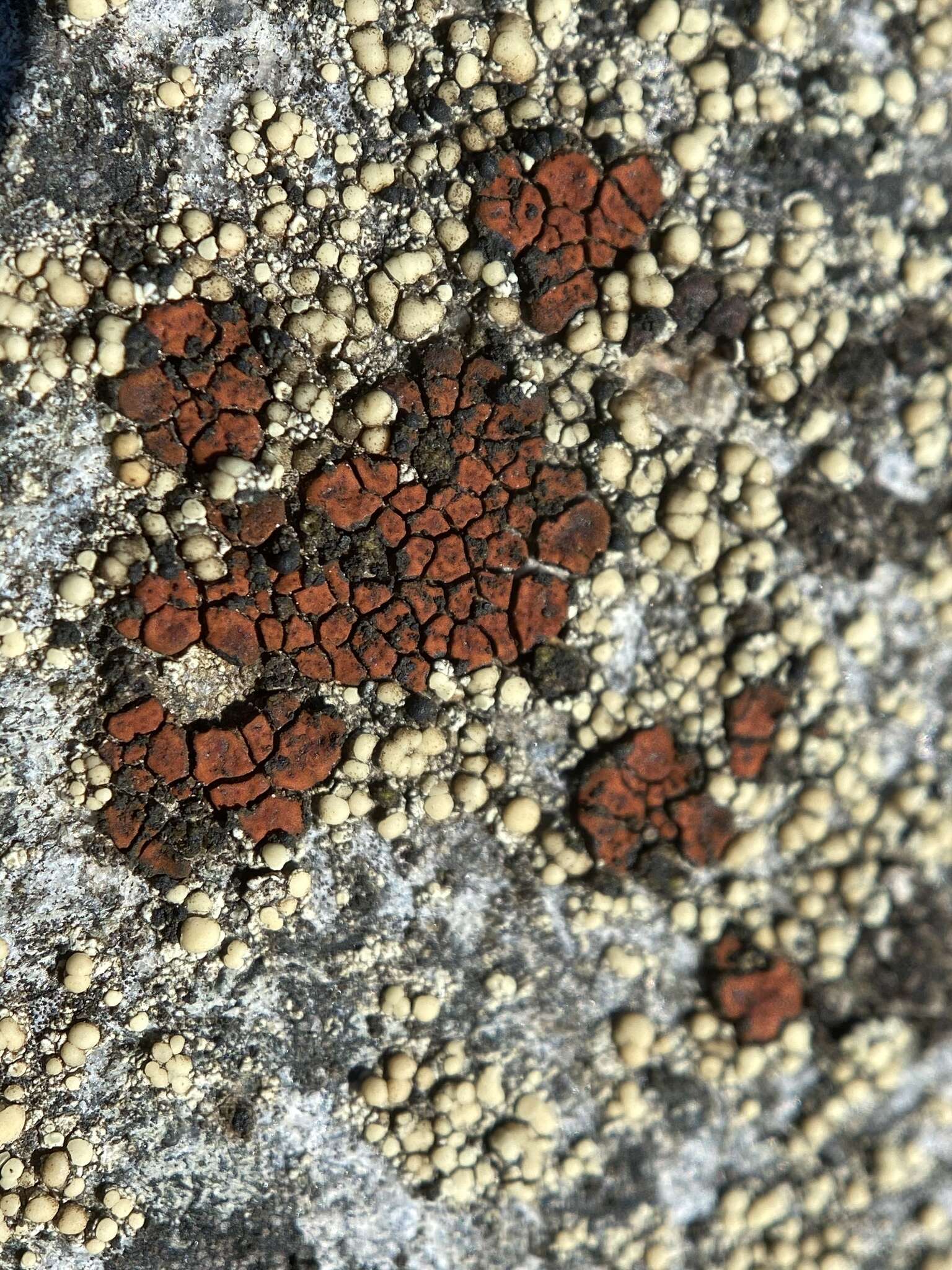 Image of cracked lichen