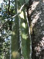 Image of Pachycereus gaumeri Britton & Rose