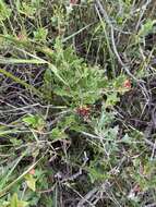 Image of Grevillea ilicifolia subsp. ilicifolia