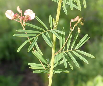 Indigofera verrucosa Eckl. & Zeyh.的圖片