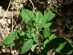 صورة Desmodium procumbens var. neomexicanum