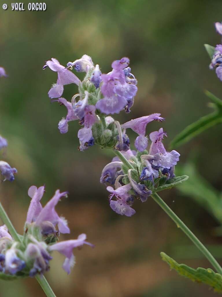 Nepeta curviflora Boiss. resmi