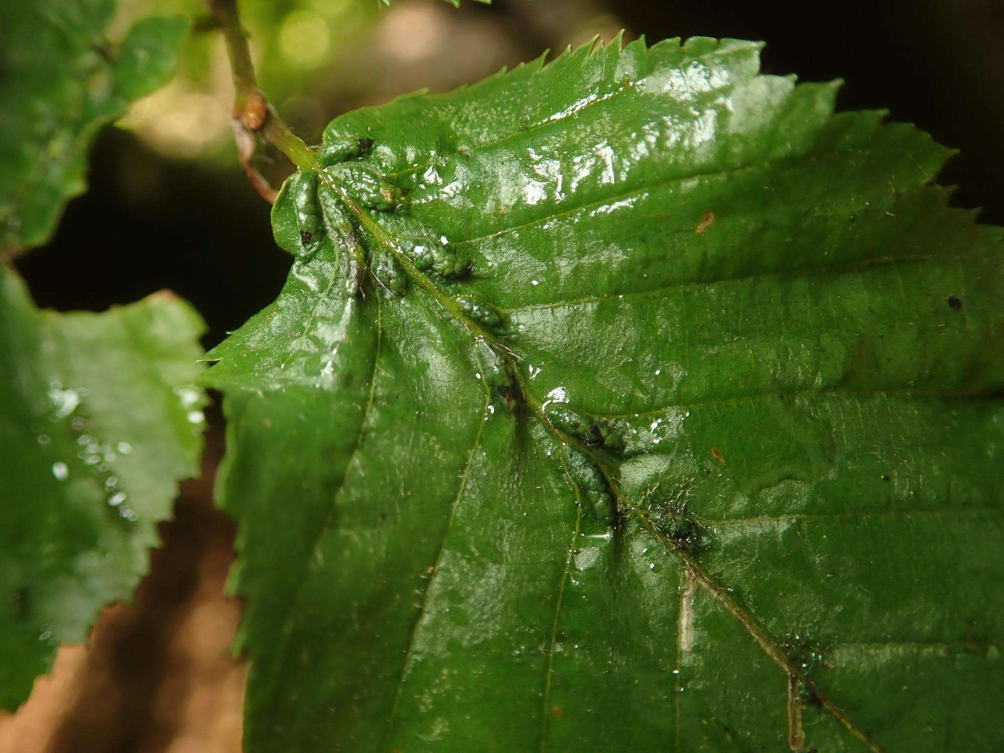 Image of <i>Aceria tenella</i>