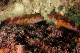 Image of Signal triplefin