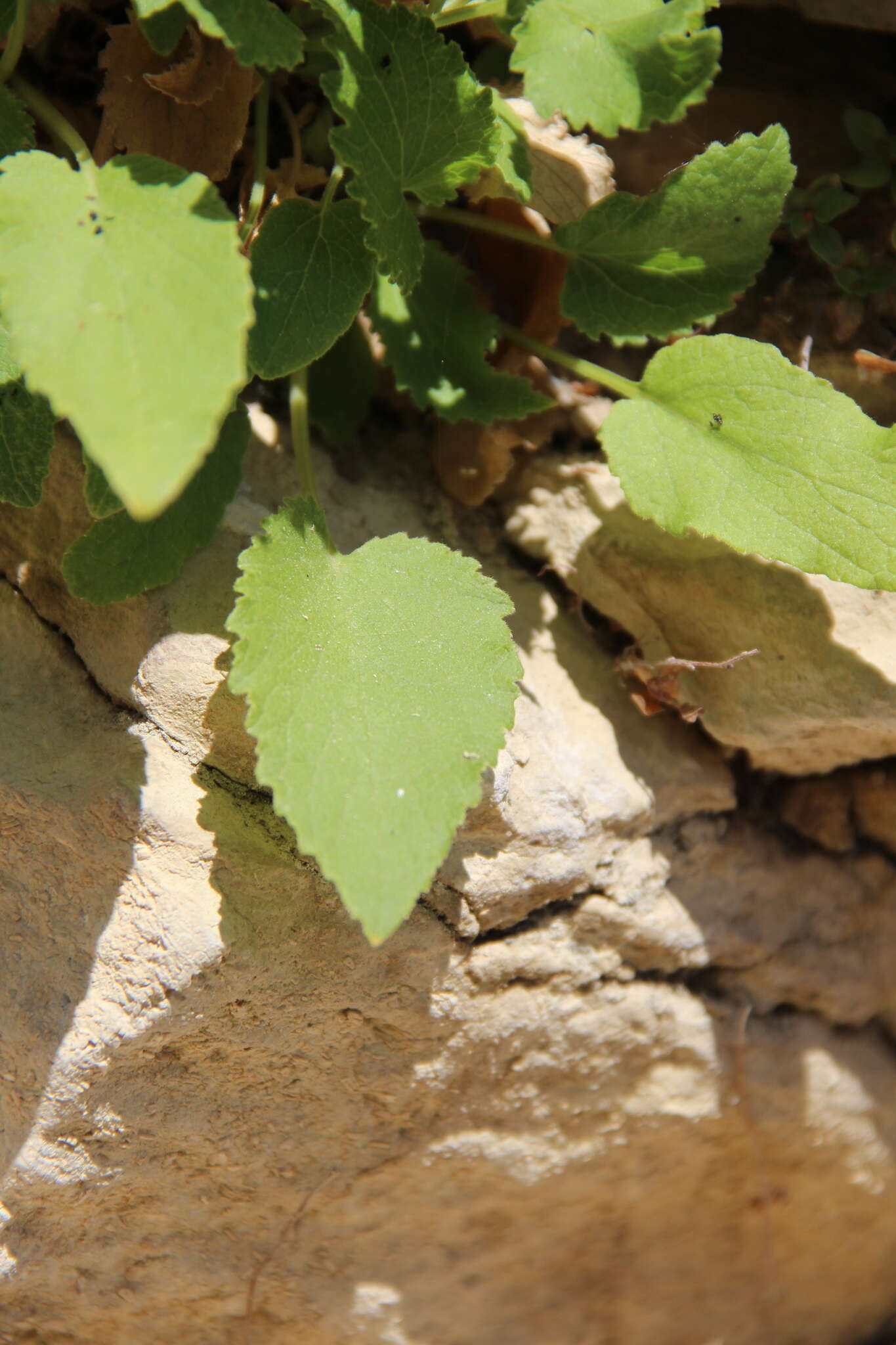 Image of Campanula pendula M. Bieb.