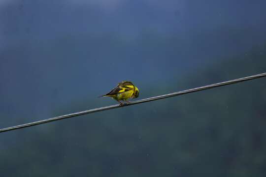 Image of Yellow-breasted Greenfinch