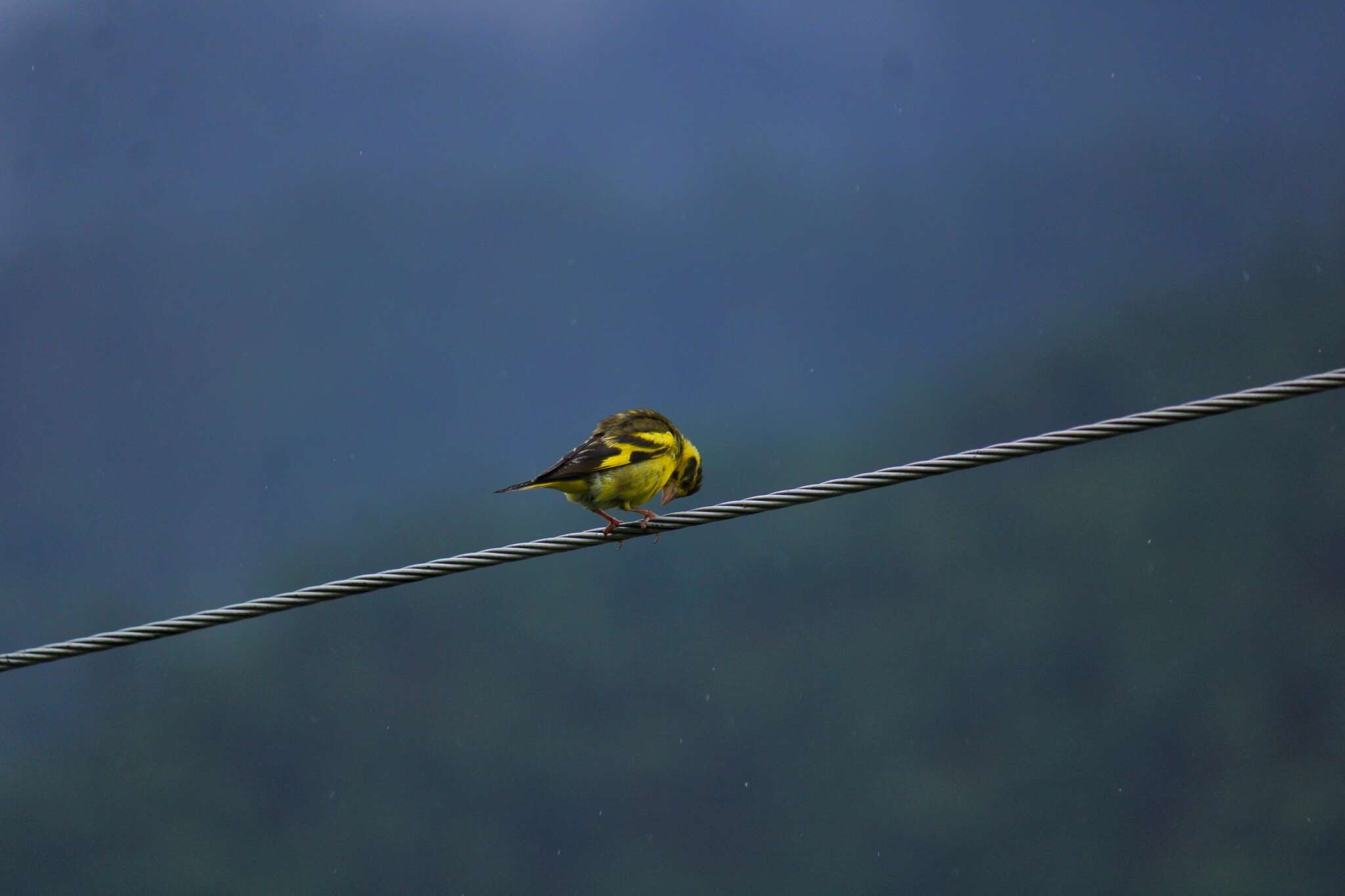 Image of Yellow-breasted Greenfinch