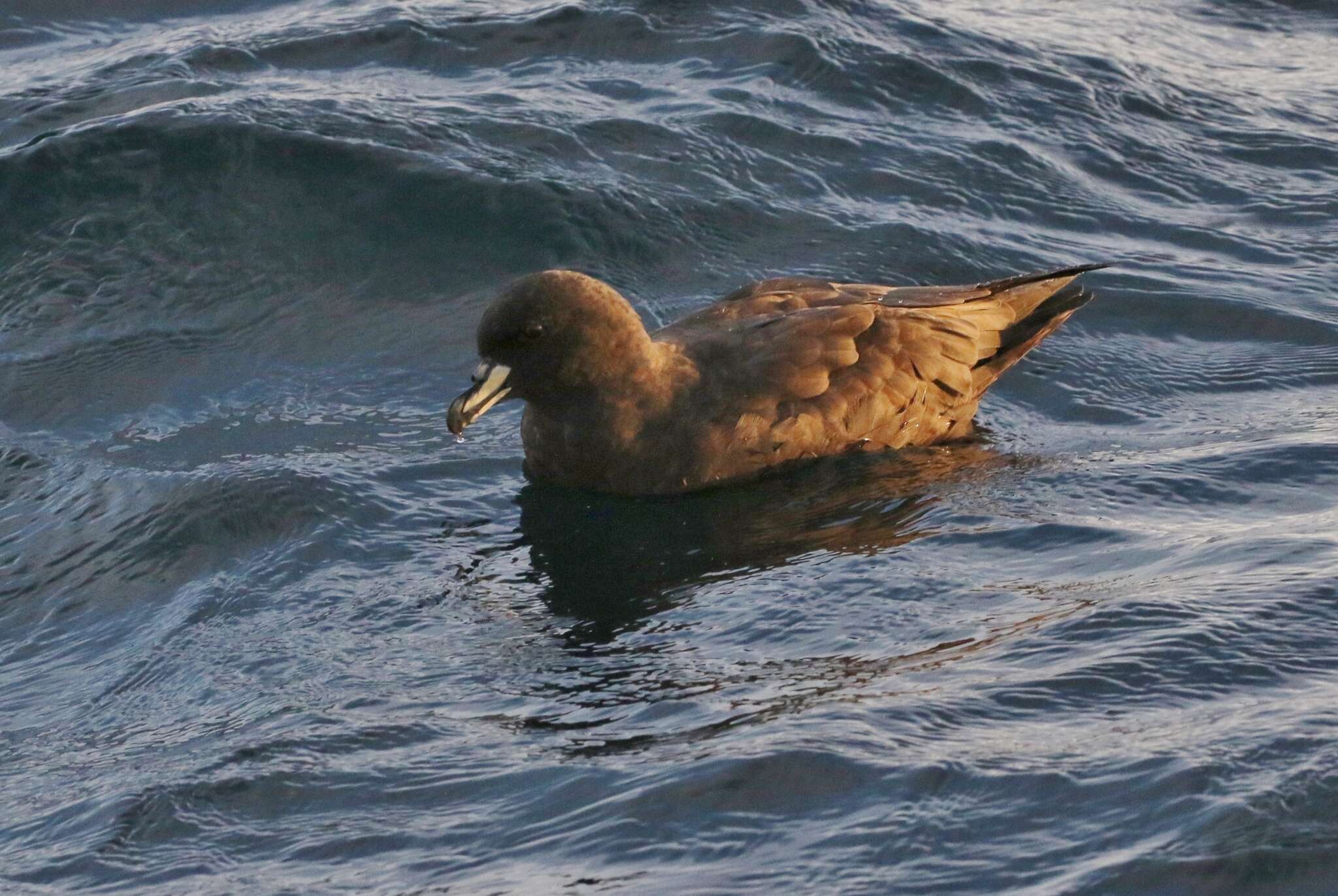 Image of Westland Black Petrel