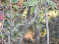 Image of Red-headed Tanager