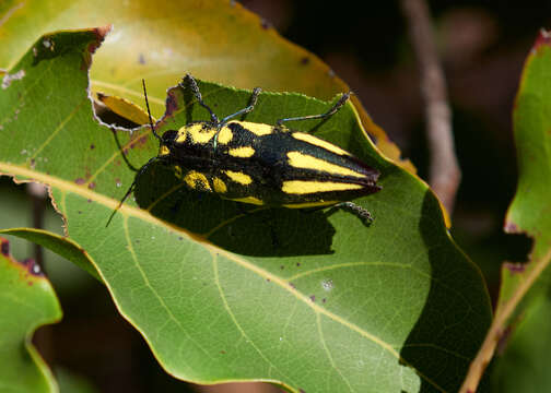 Image of Cyphogastra pistor (Laporte & Gory 1835)