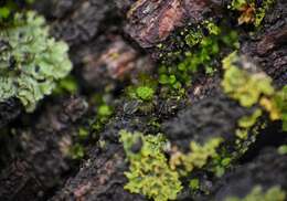 Image of small hairy screw-moss