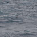 Image of Subantarctic Shearwater