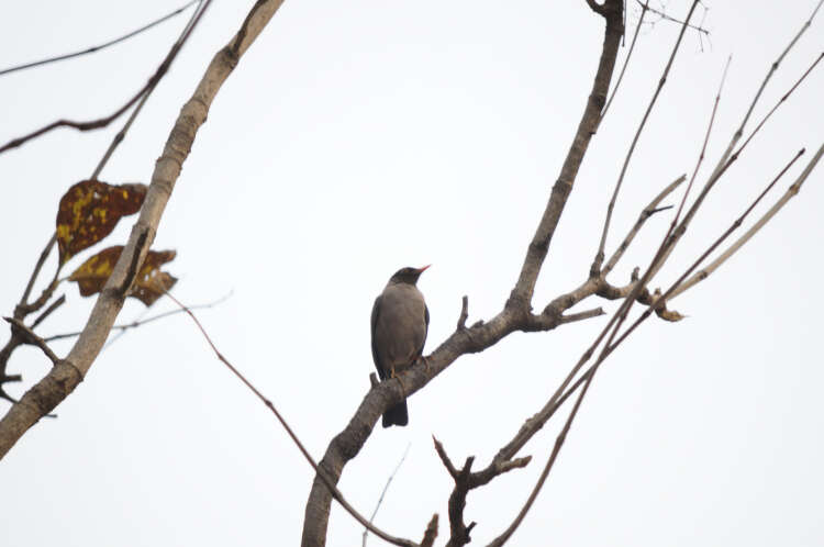 Image of Indian Blackbird