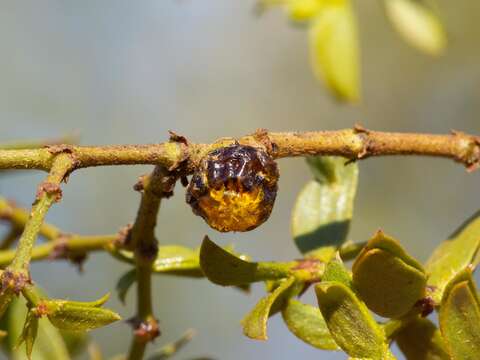 Image of Asphondylia resinosa Gagne 1990