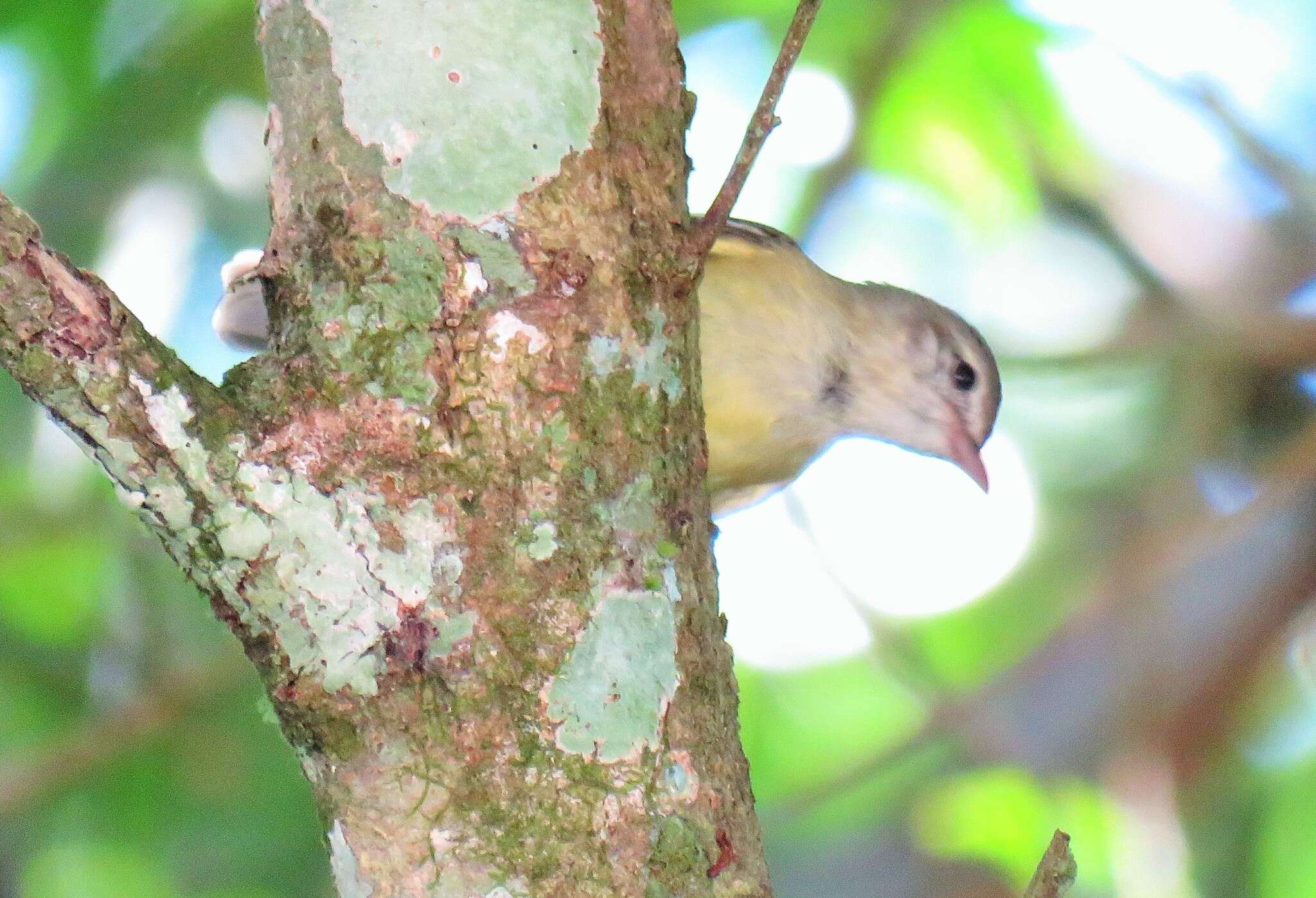 Image of White-fronted Tyrannulet