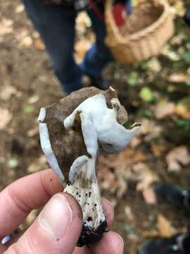 Image of Helvella maculata N. S. Weber 1975