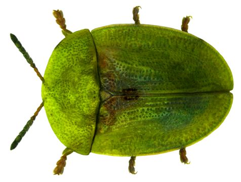 Image of thistle tortoise beetle