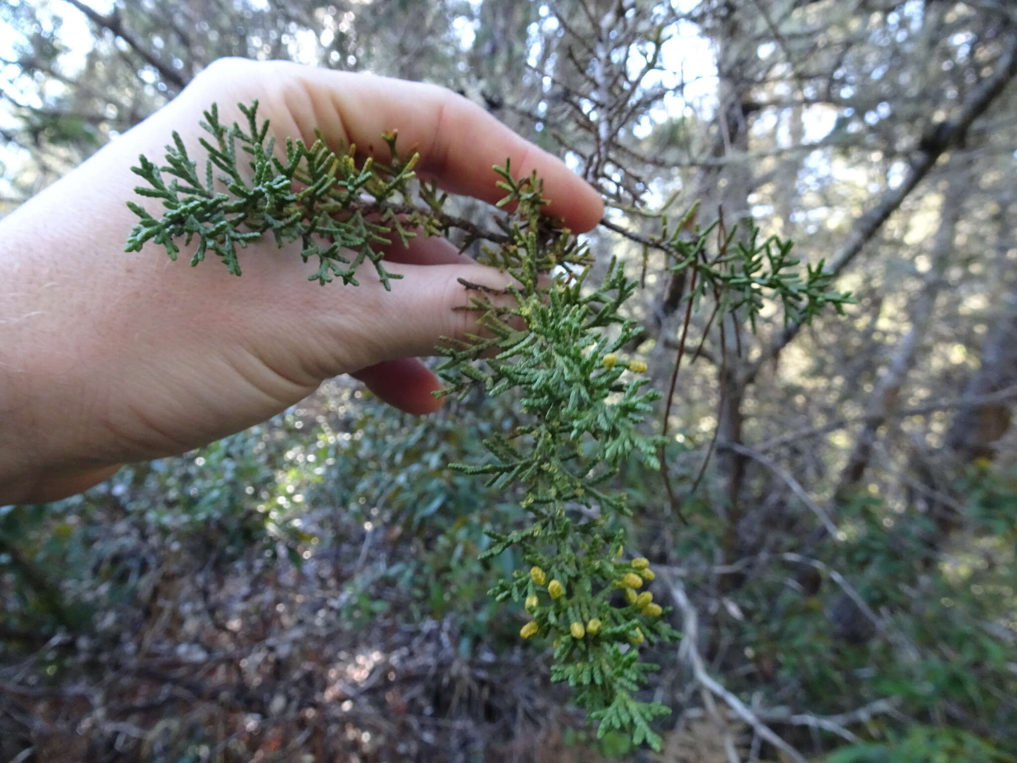 Image of Gowen cypress