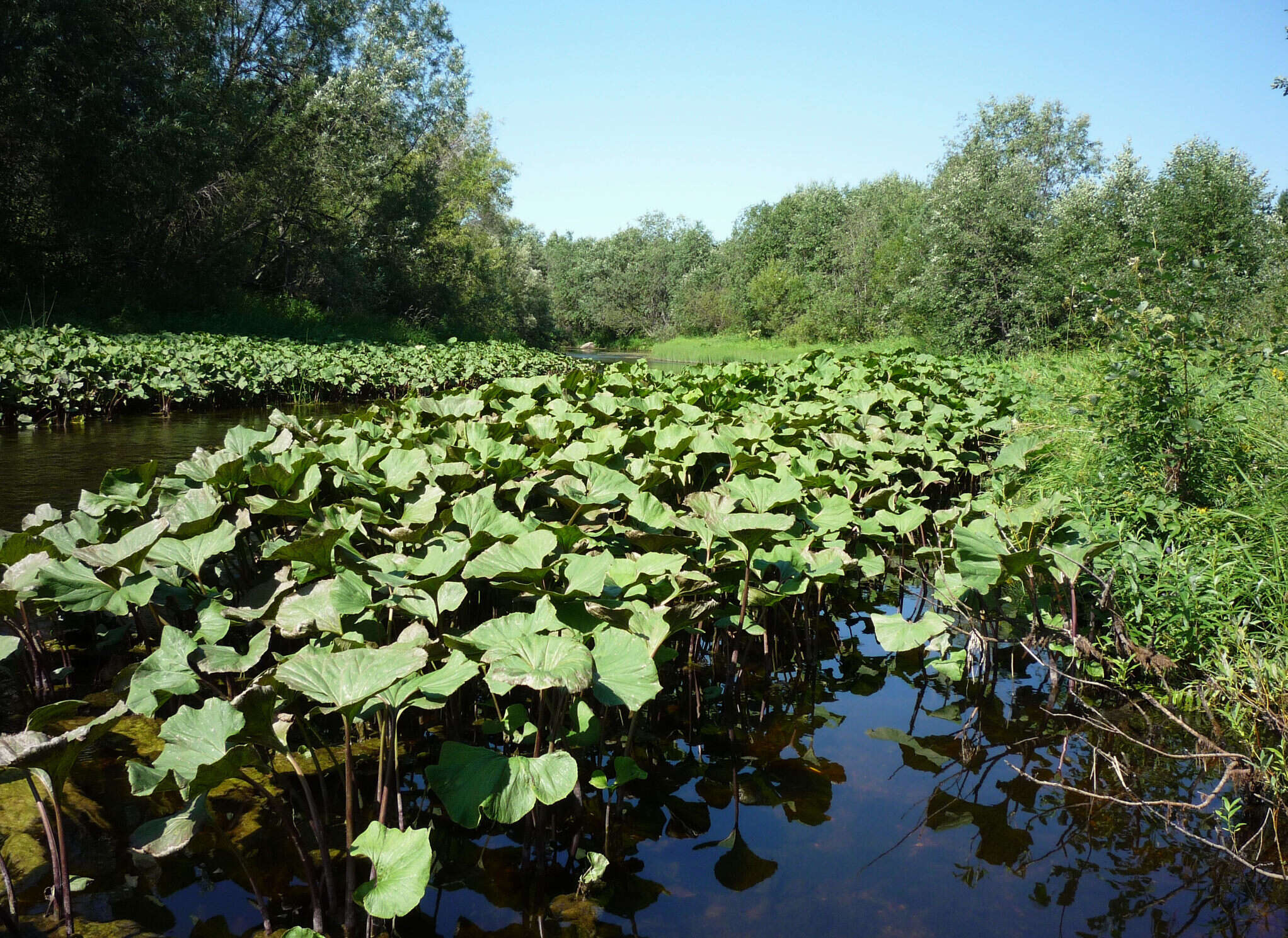 Слика од Petasites radiatus (Gmel.) J. Toman