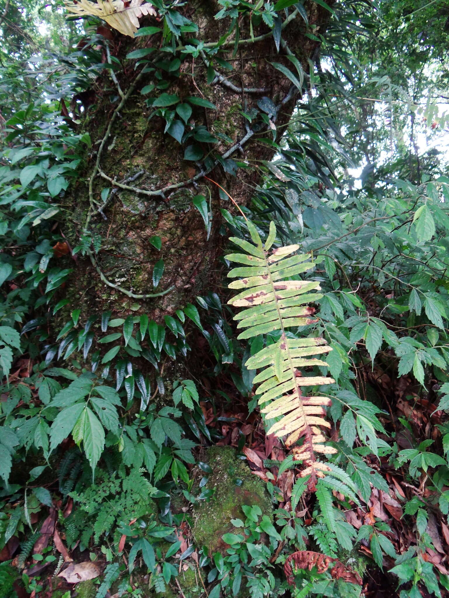 Image of Goniophlebium raishaense