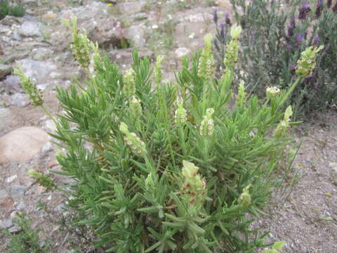 Imagem de Lavandula viridis L'Hér.