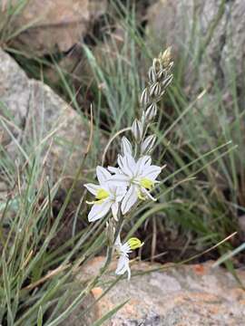 Image of Chlorophytum transvaalense (Baker) Kativu