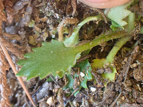 Image of Howell's Pseudosaxifrage