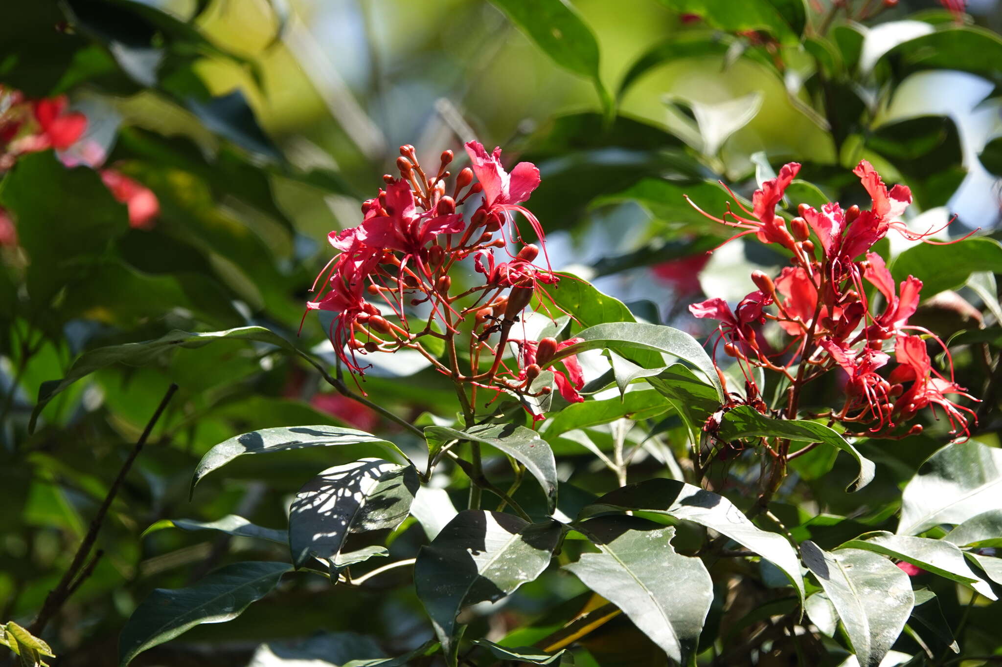 Billia hippocastanum Peyr.的圖片