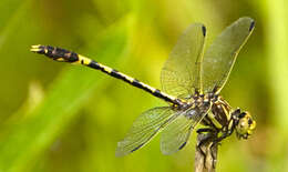 Image de Progomphus Selys 1854