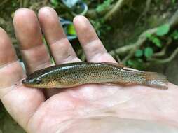 Слика од Fundulus stellifer (Jordan 1877)