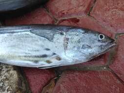 Image of Black Skipjack