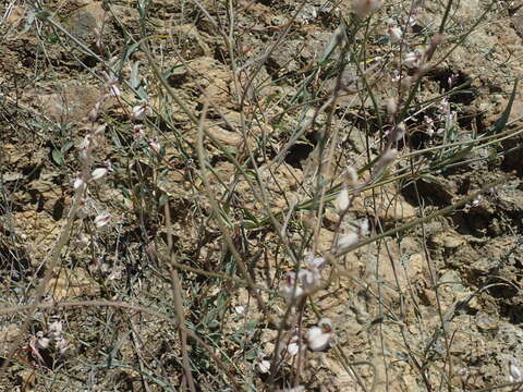 Image of Metcalf Canyon jewelflower