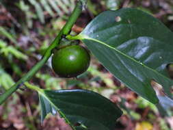 Sivun Diospyros maritima Blume kuva