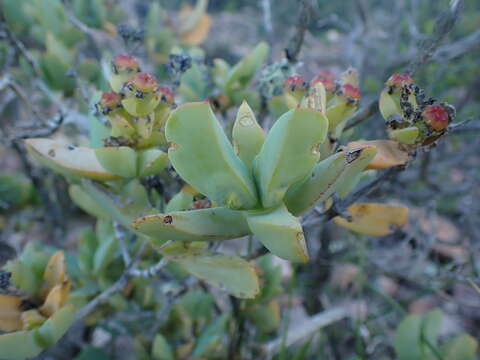 Image of Ruschia maxima (Haw.) L. Bol.