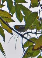 Image of Hermit Warbler