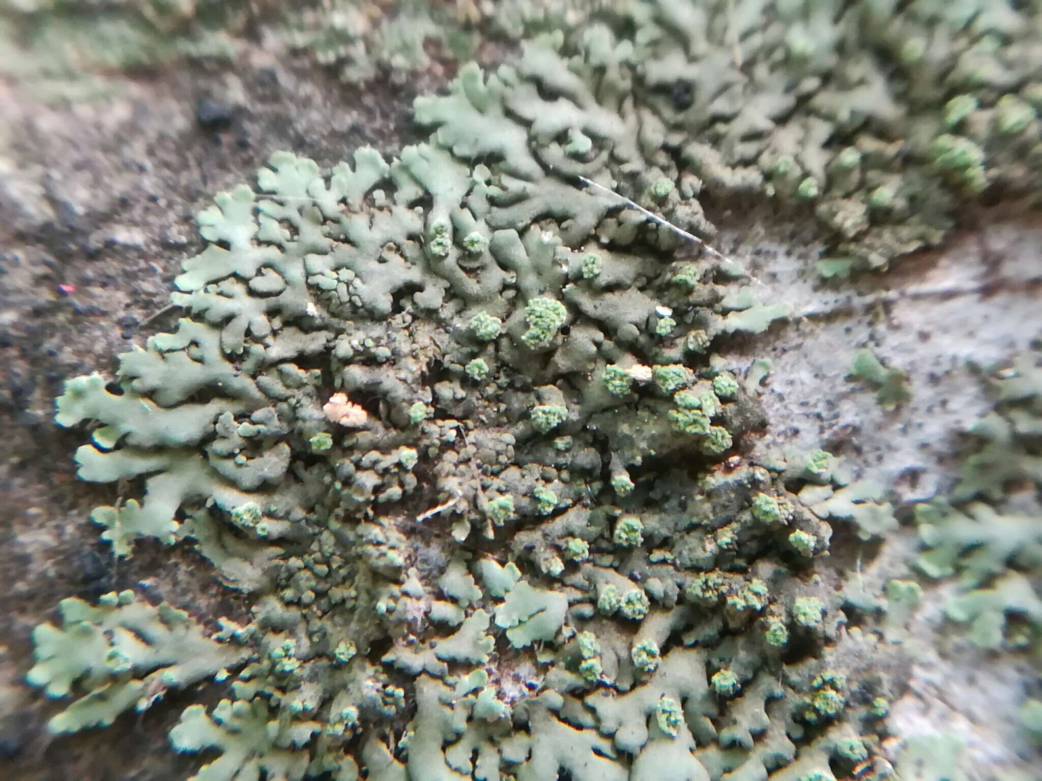 Image of pyxine lichen