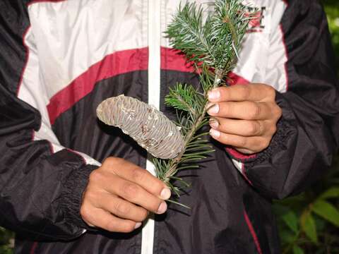 Image of Guatemalan Fir