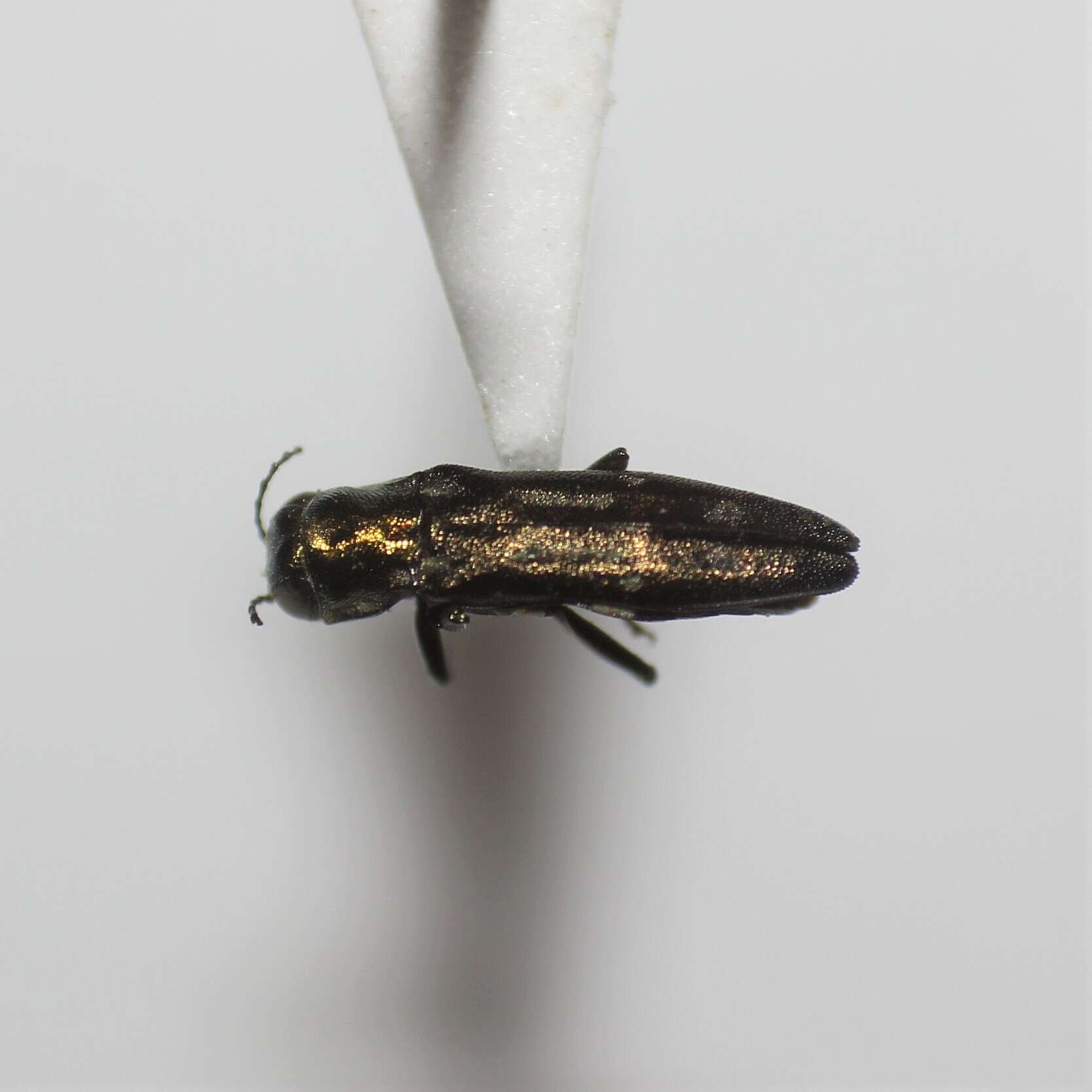 Image of Agrilus scitulus Horn 1891