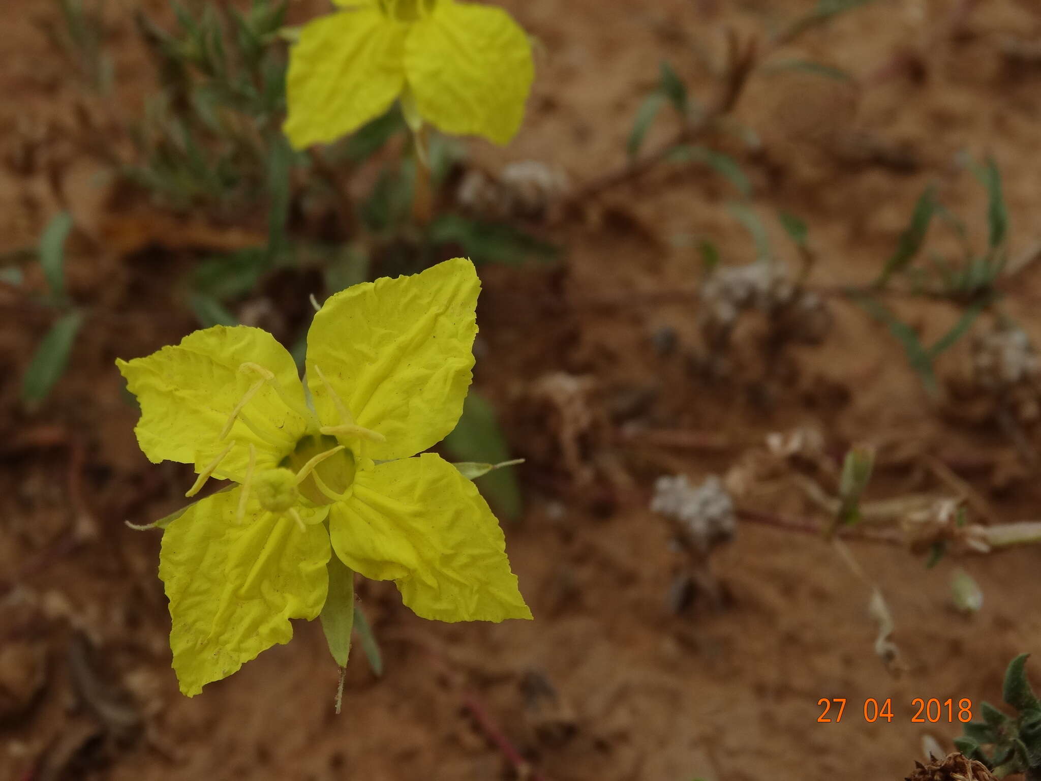 Imagem de Oenothera hartwegii Benth.