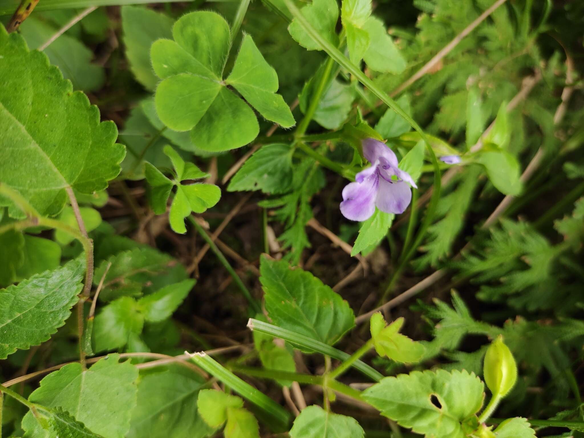 صورة Torenia asiatica L.