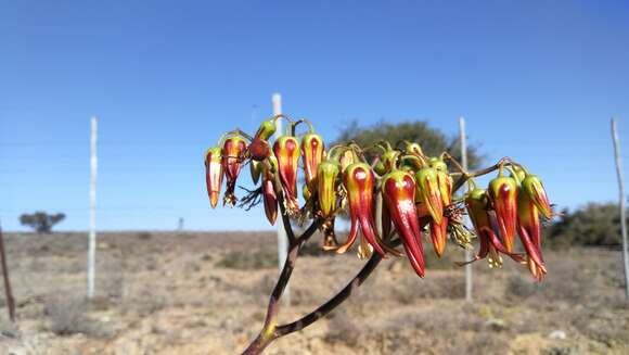 Image of Cotyledon velutina Hook. fil.