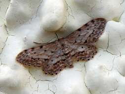 Image of Idaea atlantica Stainton 1859